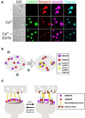 Regulation of the Stability and Localization of Post-synaptic Membrane Proteins by Liquid-Liquid Phase Separation